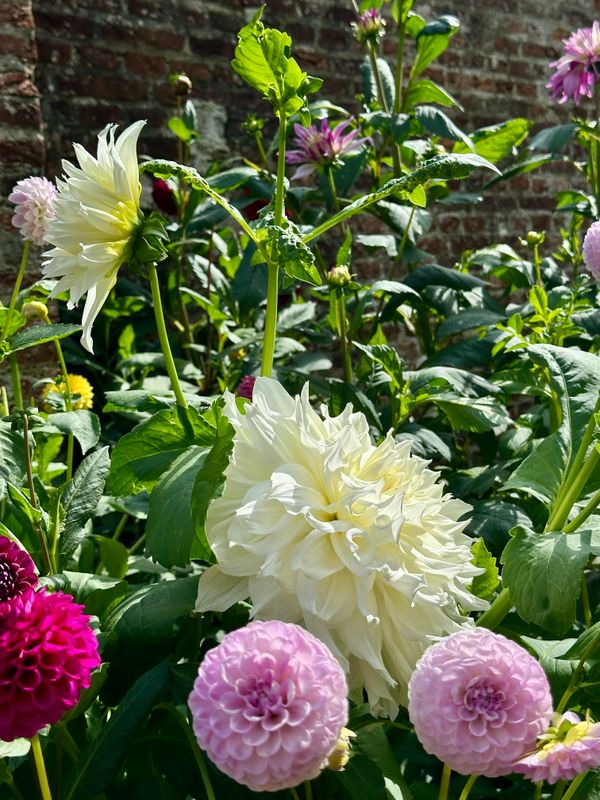 Dahliagarden