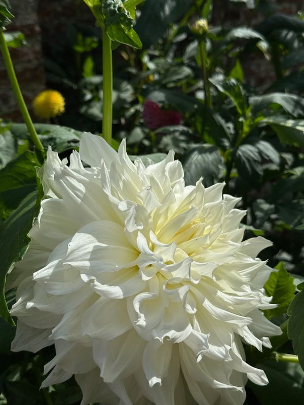 Dahliagarden