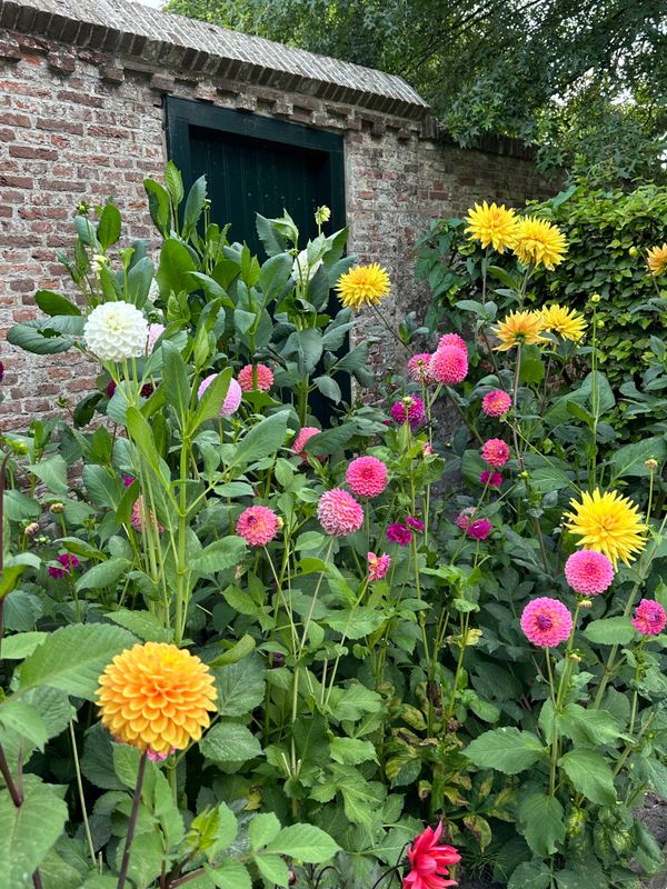 Dahliagarden