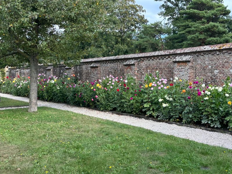 Dahliagarden
