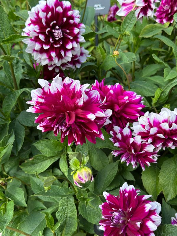 Dahliagarden