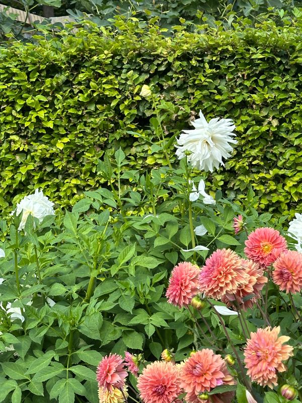 Dahliagarden