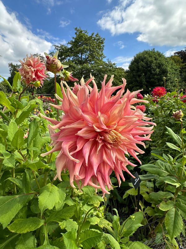 Dahliagarden