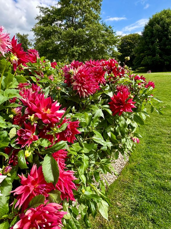 Dahliagarden