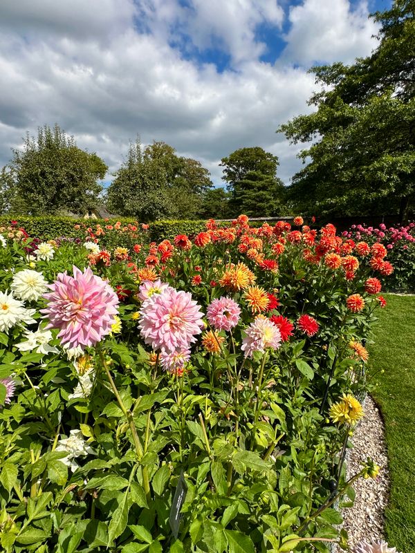 Dahliagarden