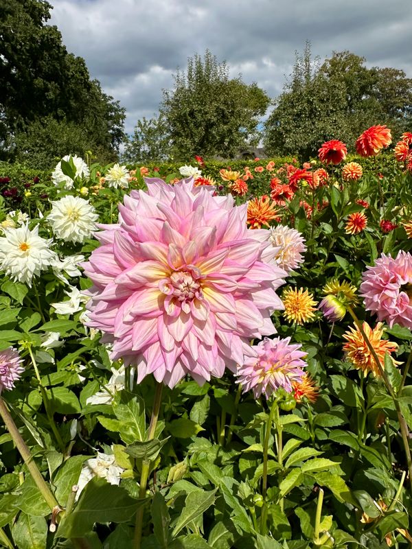Dahliagarden