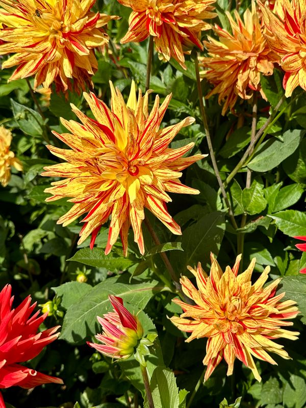 Dahliagarden