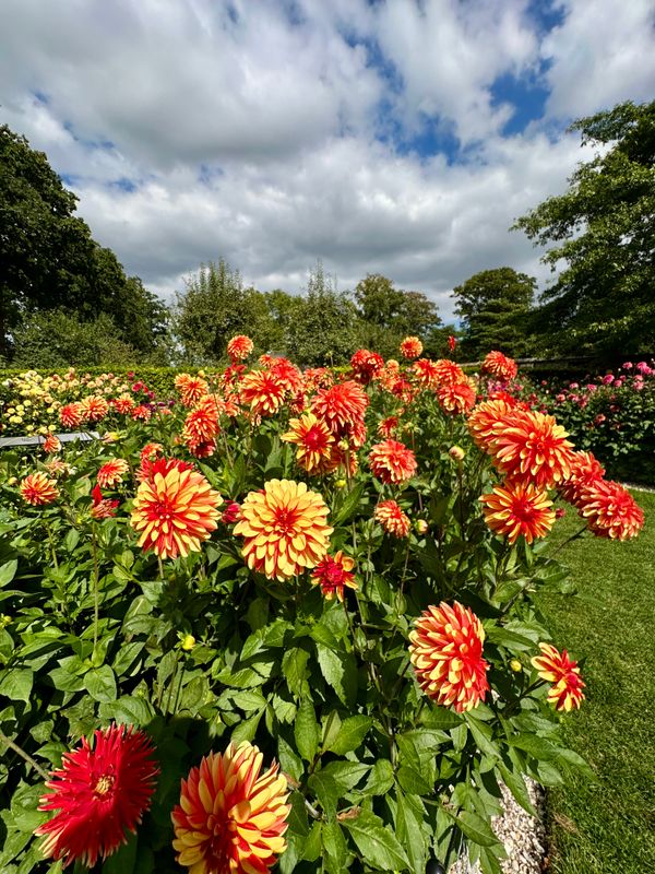 Dahliagarden