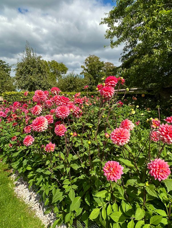 Dahliagarden