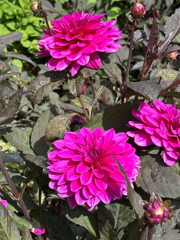 Dahliagarden