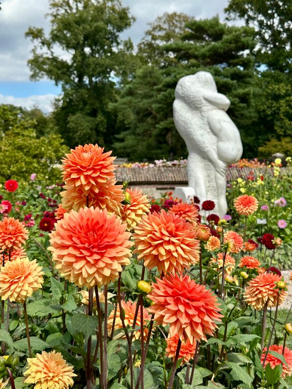 Dahliagarden