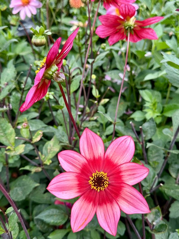 Dahliagarden