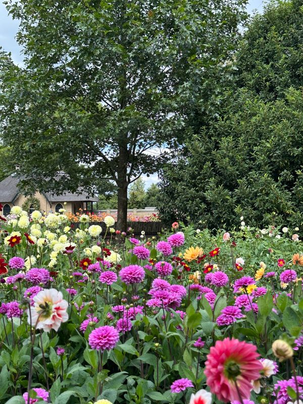 Dahliagarden