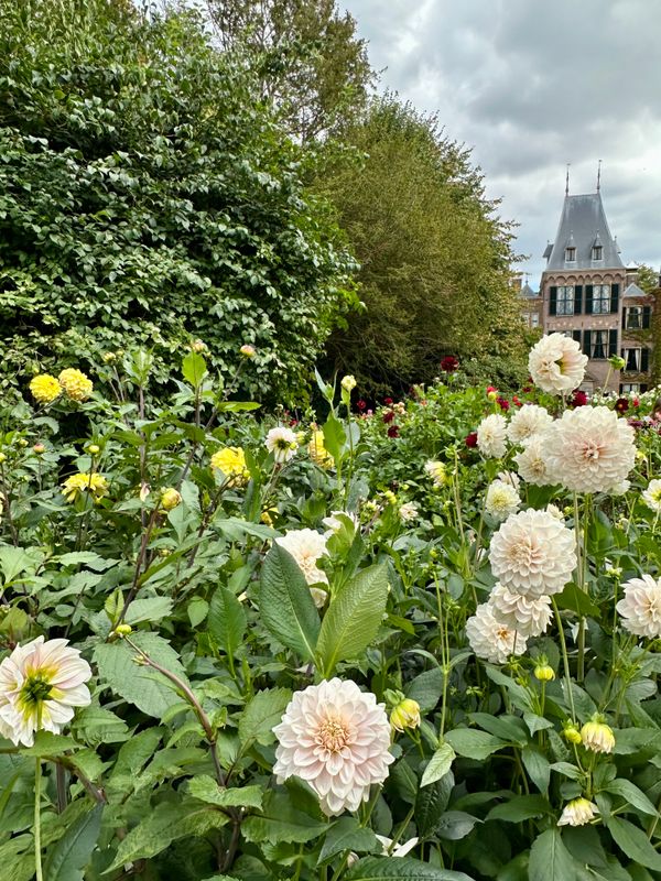 Dahliagarden
