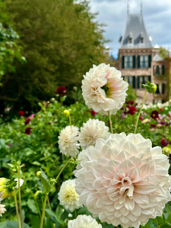 Dahliagarden