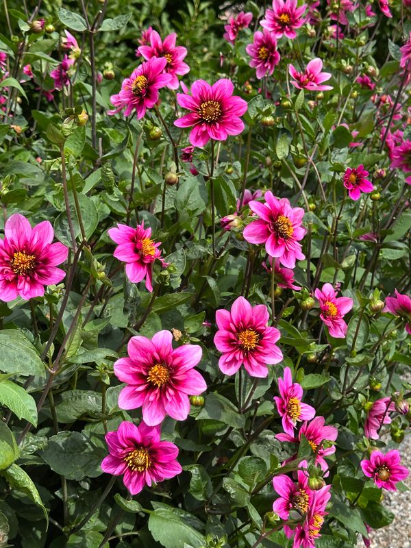 Dahliagarden