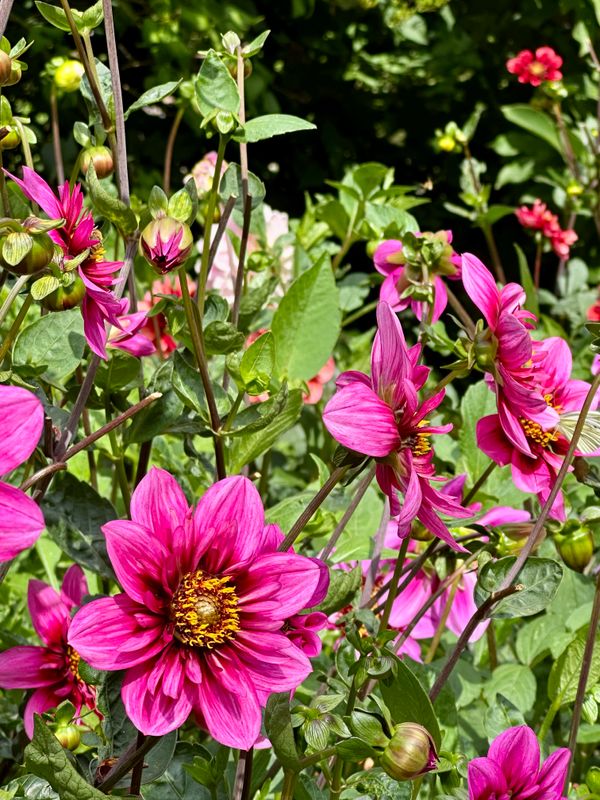 Dahliagarden