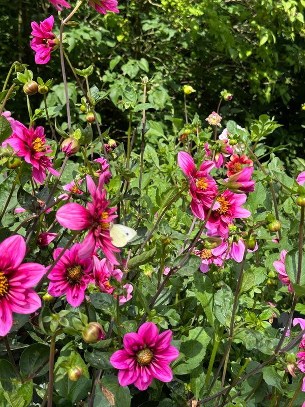 Dahliagarden