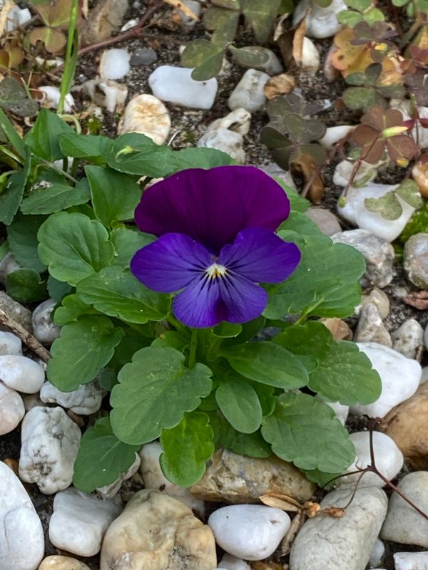 In our Garden