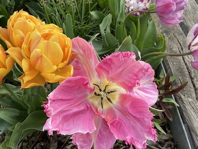 g13/14/415814/3/173588319.05fe56c5.JPEG