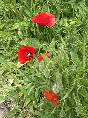 g13/14/415814/3/173588363.16634aa5.JPEG