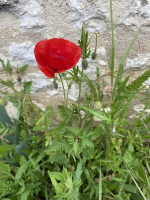 g13/14/415814/3/173588364.f3046e96.JPEG