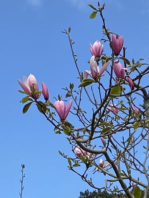 g13/14/415814/3/173588514.e873d8c8.JPEG