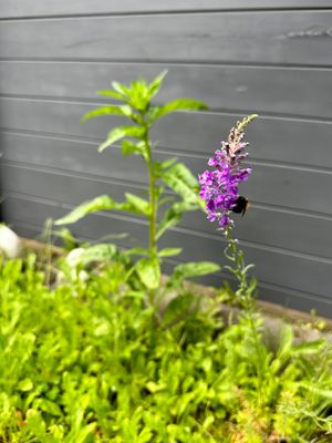 g13/14/415814/3/174593486.9d21b02a.JPEG