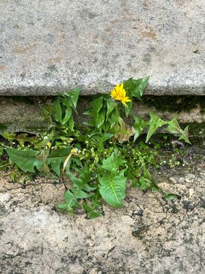 g13/14/415814/3/175427734.b427e909.JPEG