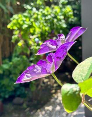 IMG_3527.jpeg