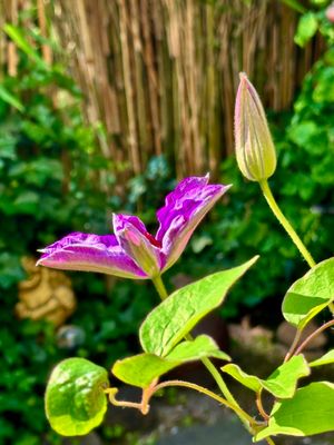 IMG_3517.jpeg