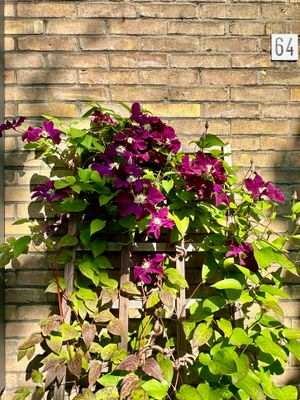 IMG_3510.jpeg