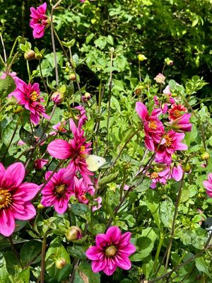 Dahliagarden