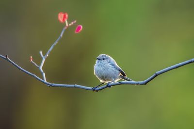 Backlit Bushtit