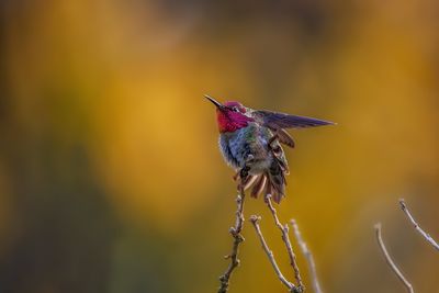 Hummingbird in Autumn