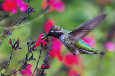Hummingbird Having Breakfast