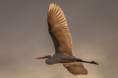 Morning Egret