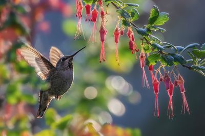 Backlit Hummingbird & Flowers