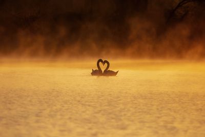 Love in the Fog