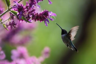 Hummingbird