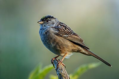 Golden-crowned Sparrow