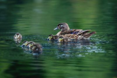 Duck Family