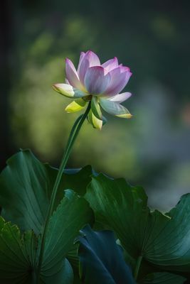 Lotus