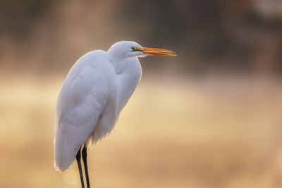 Egret in the Morning