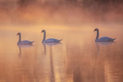 Morning Swans