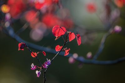 Red Buds