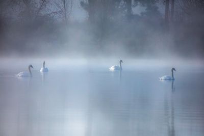 Fog on Swan Lake
