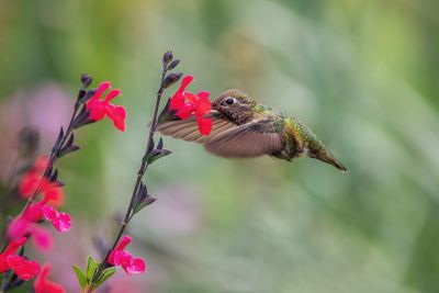 Hummingbird