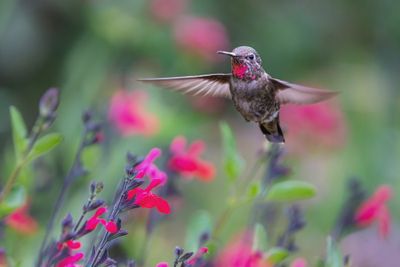 Hummer