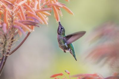 Hummer